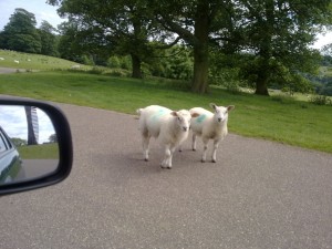 Sheep at YSP Sheep at YSP